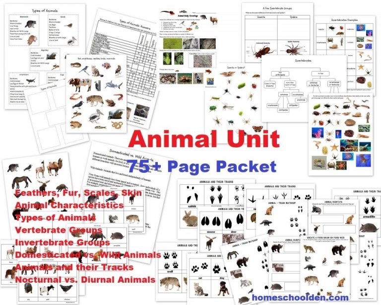 Animal-Unit-75-pages-worksheets-feathers-fur-scales-skin-vertebrates-invertebrates-insects-spiders--768x614