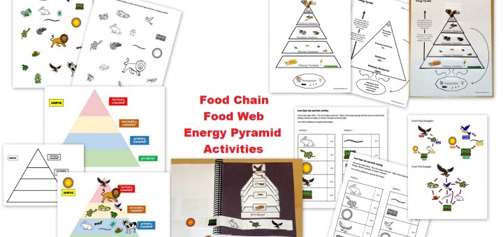 Food Chain Food Web Food Pyramid Activties - Interactive Notebook Pages