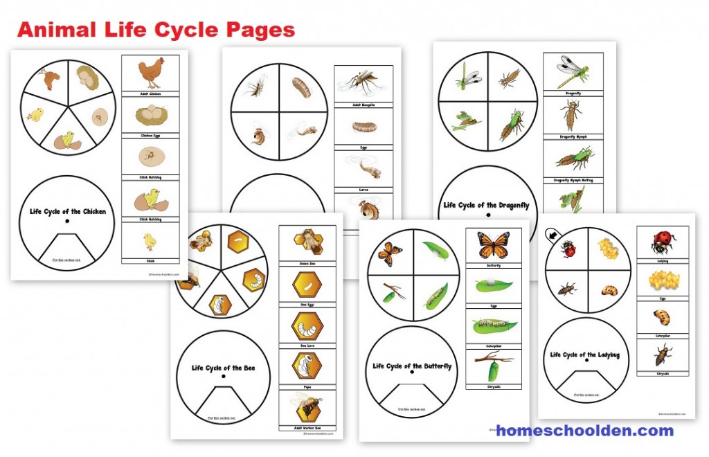 Animal Life Cycle Pages Montessori 3-Part Cards Spinners