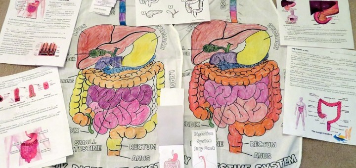 Digestive-System Activities