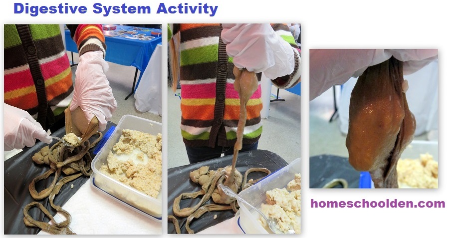 Digestive System Hands-on Activity