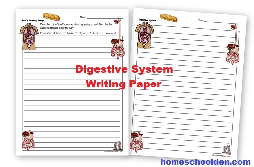 Digestive System Writing Paper - Essay