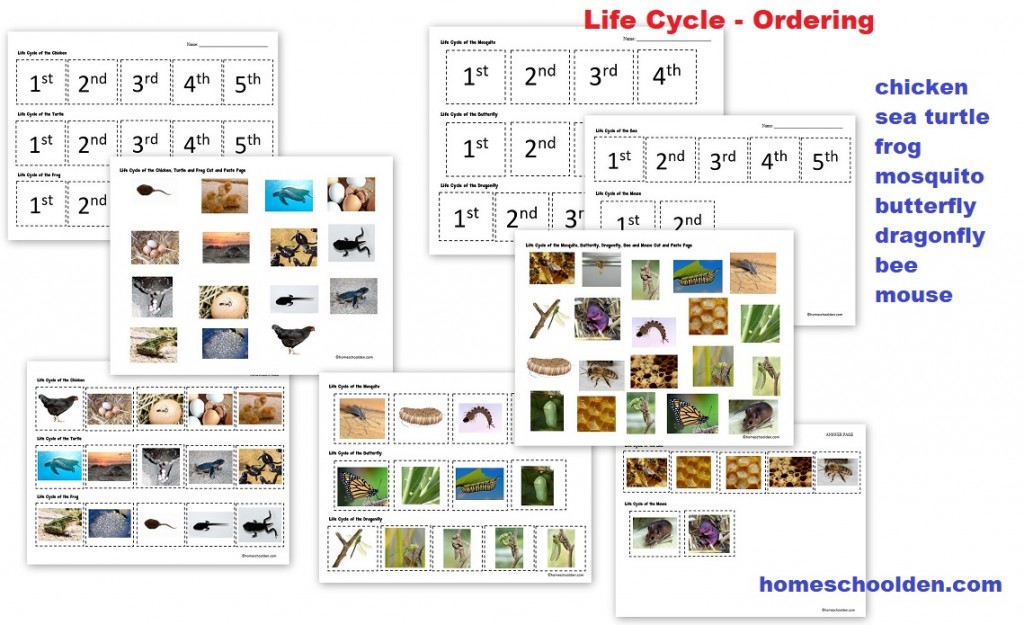 LIfe Cycle Worksheets chicken, sea turtle, frog, mosquito, butterfly, dragonfly, bee, and mouse