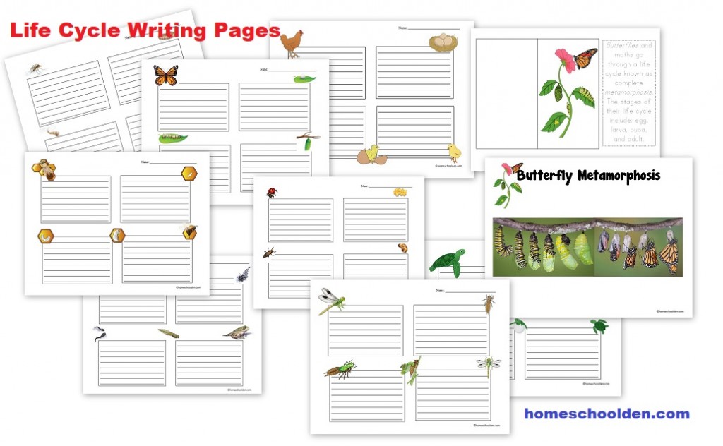 Life Cycle Writing Pages