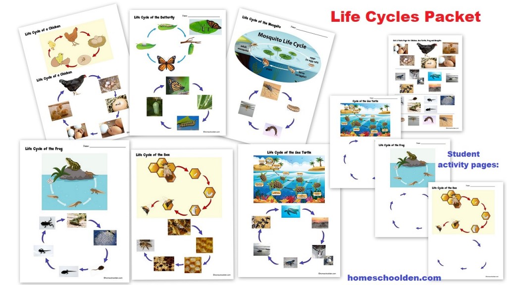 Life Cycles Worksheets and Activities