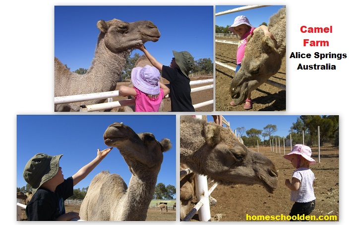 Camel Farm Alice Spring Australia