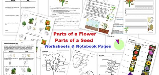 Parts of a Flower Parts of a Seed Worksheets and Notebook Pages
