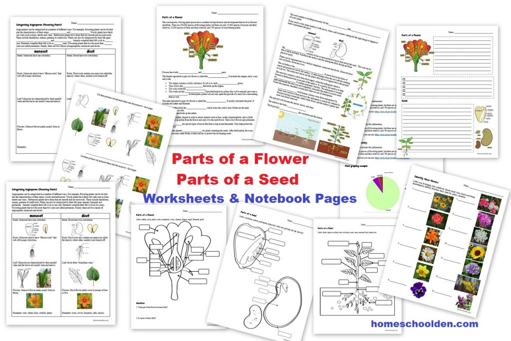 Parts of a Flower Parts of a Seed Worksheets and Notebook Pages