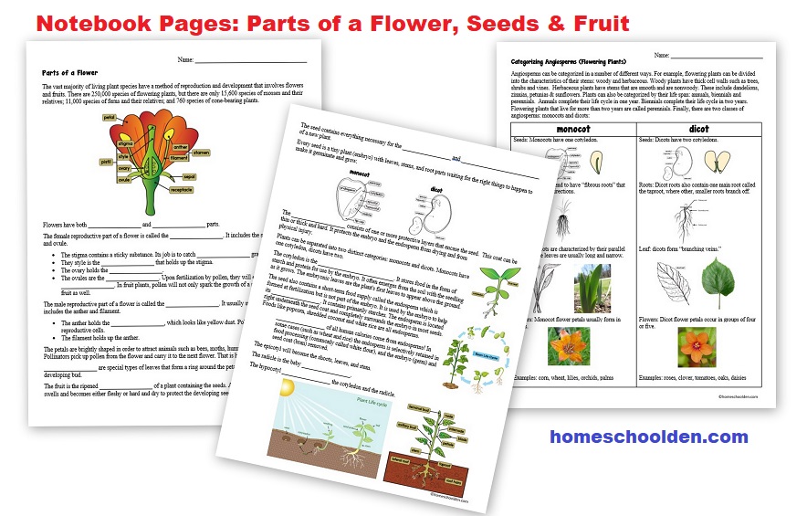 Parts of a Flower, Seed and Fruit - Notebook Pages