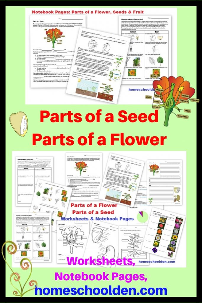 Parts of a Seed - Parts of a Flower Worksheets