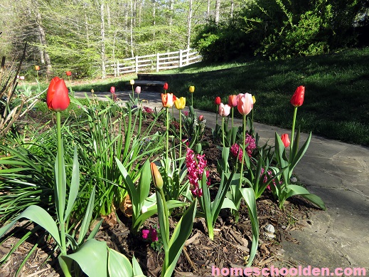Tulip and Hyacinth - Garden
