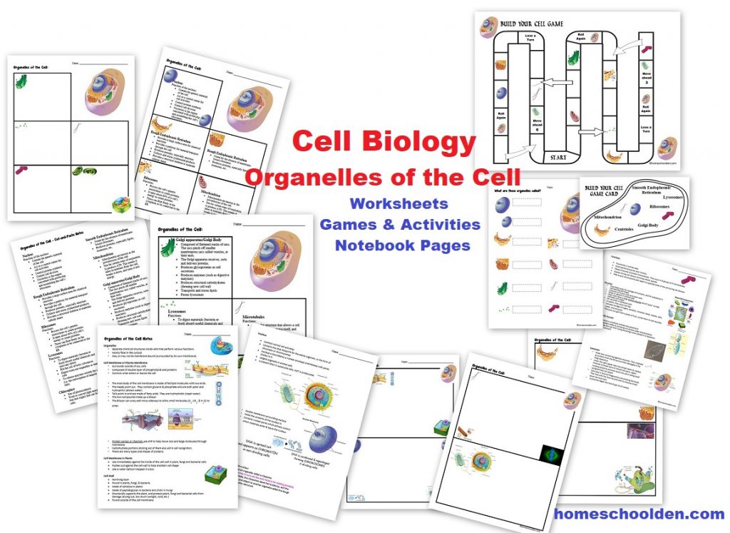 Cell Biology - Organelles of the Cell worksheets activities