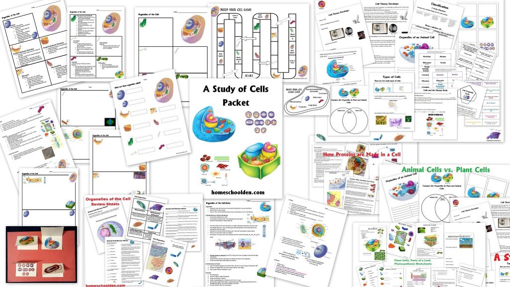 Cell Unit: Cell Organelles and their Function, Animal vs. Plant Cells,  Eurkaryotic vs. Prokaryotic Cells, and more - Homeschool Den