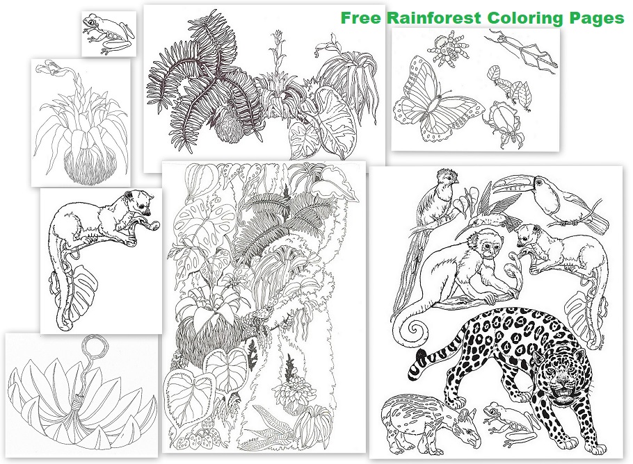 Free Rainforest Coloring Pages