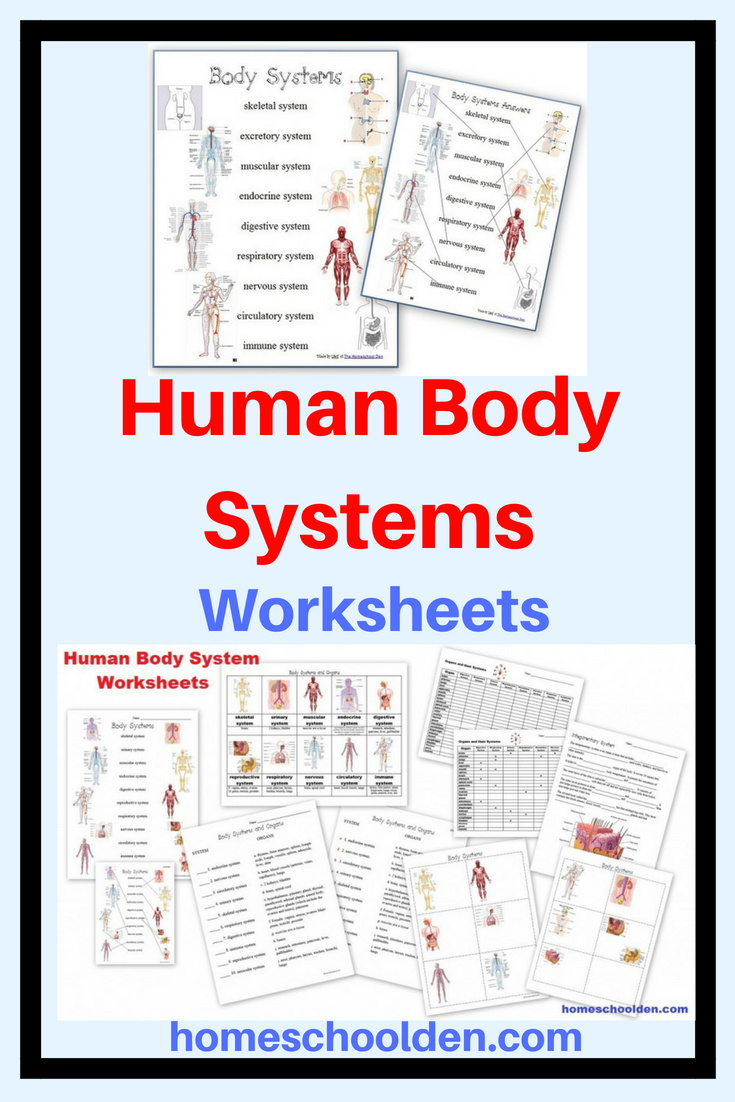 Human Body Systems Worksheets