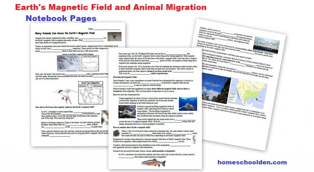Earth's Magnetic Field and Animal Migration
