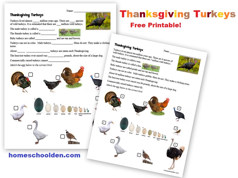 Thanksgiving Turkeys Printable - Free