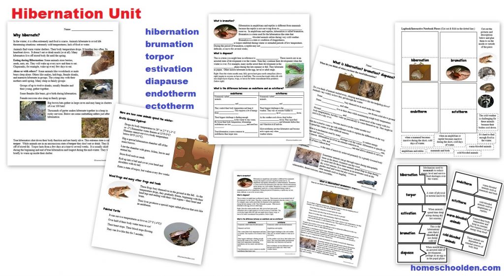 Hibernation Unit worksheets - Hibernation brumation torpor estivation diapause endotherm ectotherm