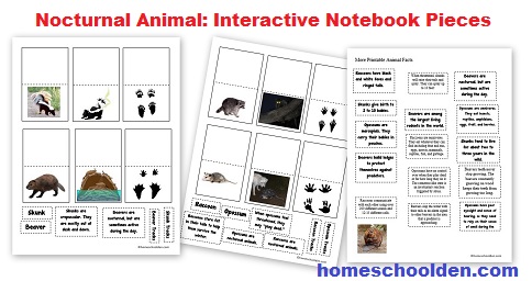 Nocturnal Animal- Interactive Notebook Pieces