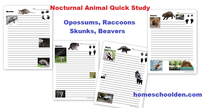 Nocturnal Animal Quick Study Notebook Pages - Opossums Raccoons Skunks Beavers
