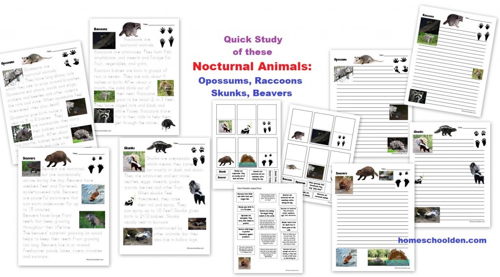 Nocturnal Animal Quick Study - Opossums Raccoons Skunks Beavers