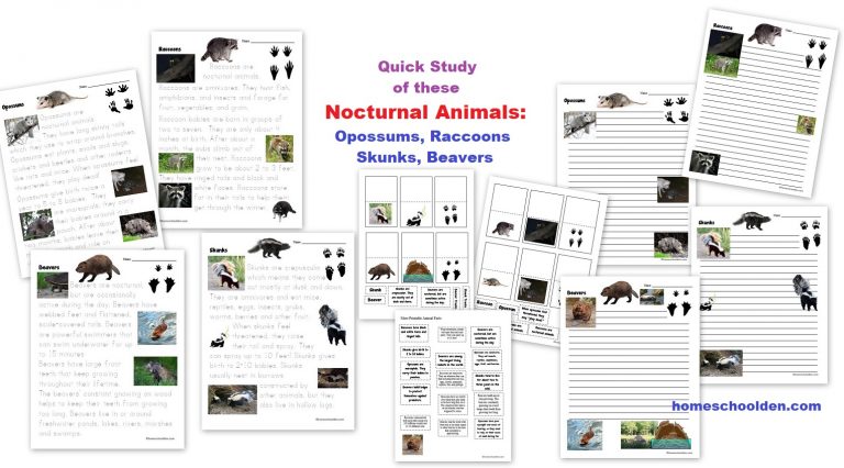 https://homeschoolden.com/wp-content/uploads/2018/12/Nocturnal-Animal-Quick-Study-Opossums-Raccoons-Skunks-Beavers-768x426.jpg