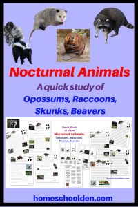 Nocturnal Animals - A Study of Opossums Raccoons Skunks Beavers