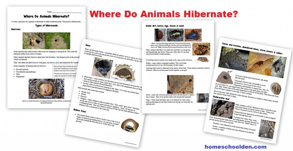 Where do animals hibernate - Hibernicula such as burrows dens
