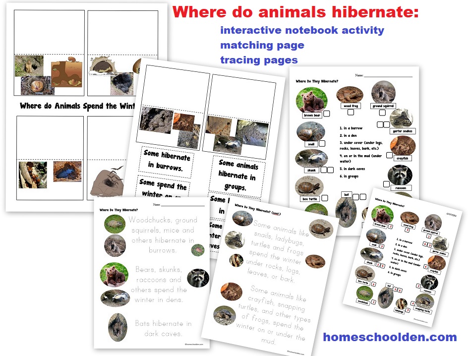 Where do animals hibernate - interactive notebook activity matching page tracing page