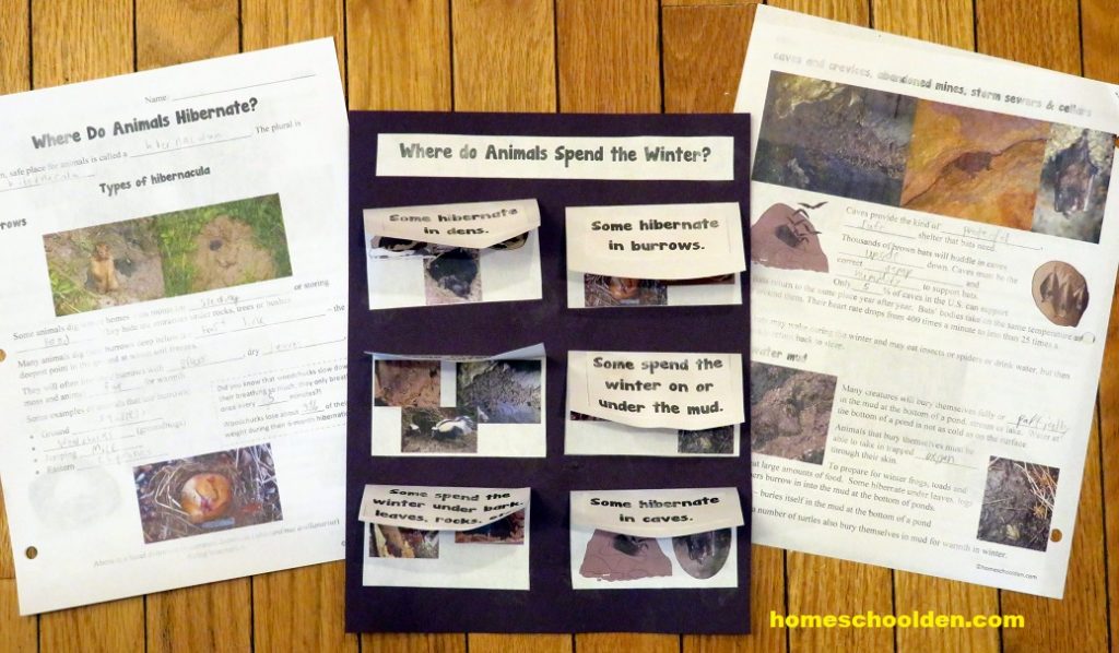 Where do animals spend the winter - hibernicula Interactive Notebook Page