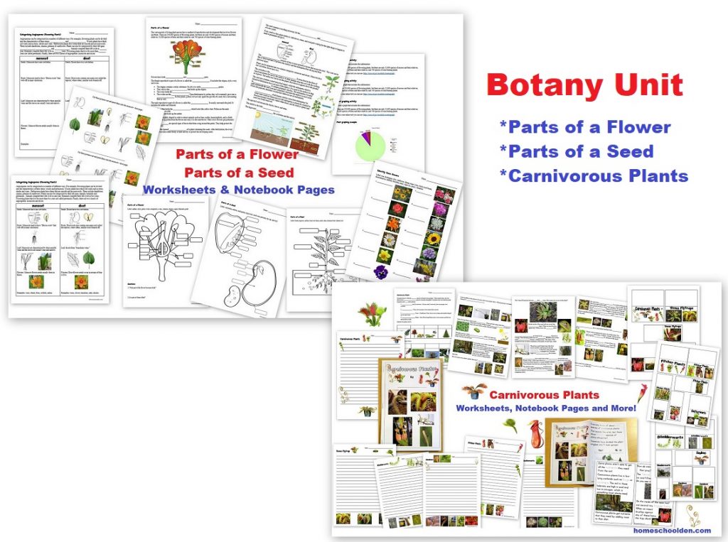 Botany Unit - Parts of a Flower Parts of a Seed Carnivorous Plants