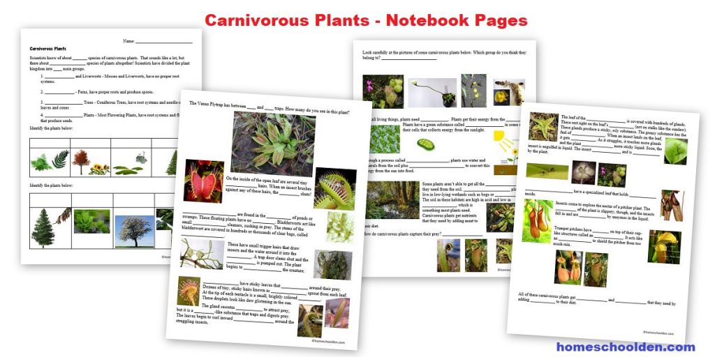 Carnivorous Plants Notebook Pages
