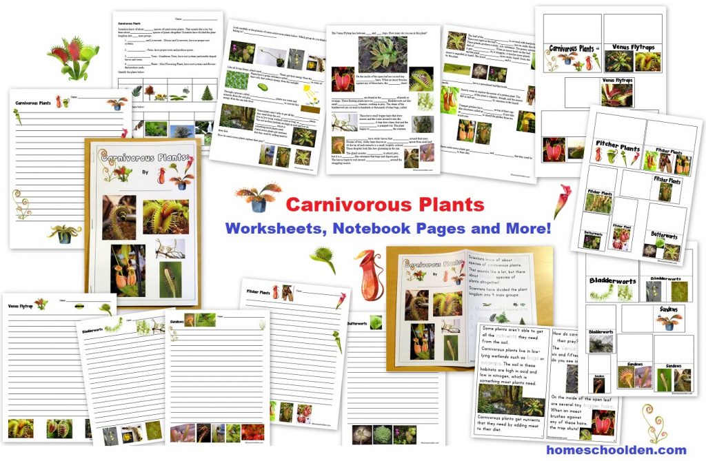 Carnivorous Plants Worksheets Notebook Pages Lapbook and More!