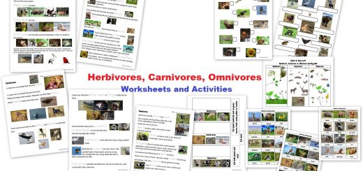 Herbivores Carnivores Omnivores Worksheets Activities Sorting Cards