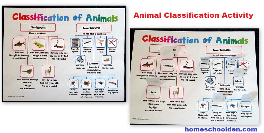 Animal Classification Activity - Interactive Notebook Page
