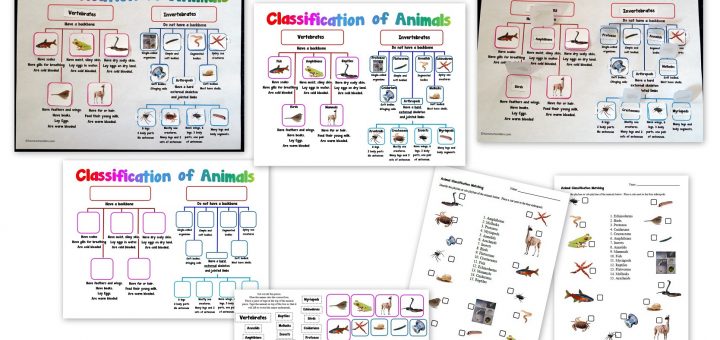 Classification of Animals Activity and Worksheets - Vertebrates-Invertebrates