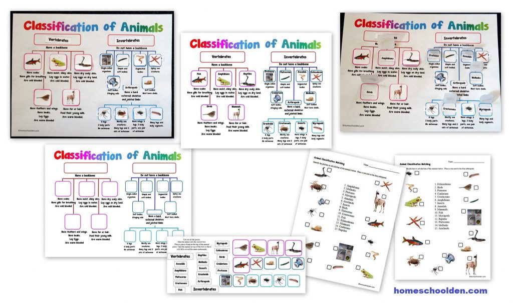 Animal Classification Activity - Homeschool Den