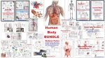 Human Body Systems BUNDLE