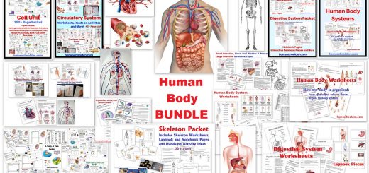 Human Body Systems BUNDLE