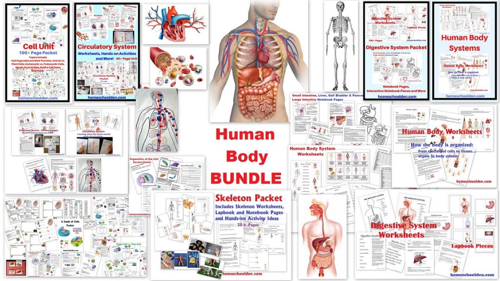 human body Is Crucial To Your Business. Learn Why!