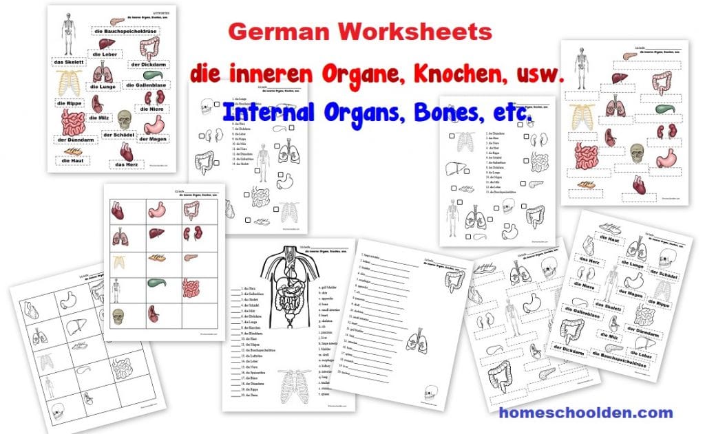 German Worksheets - die inneren Organe Knochen Internal Organs Bones Skeleton