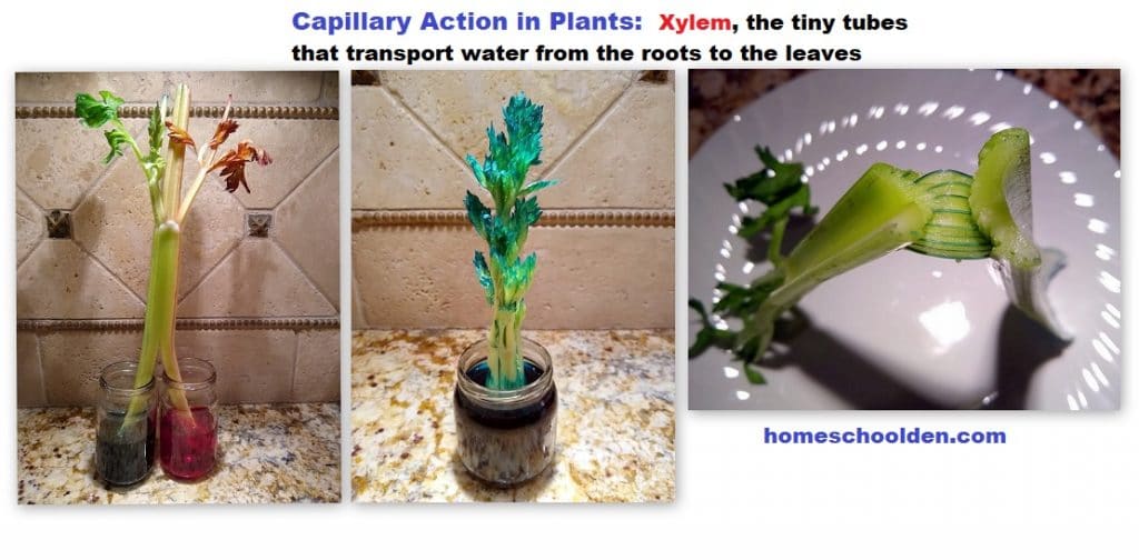 Capillary Action in Plants - Xylem Activity