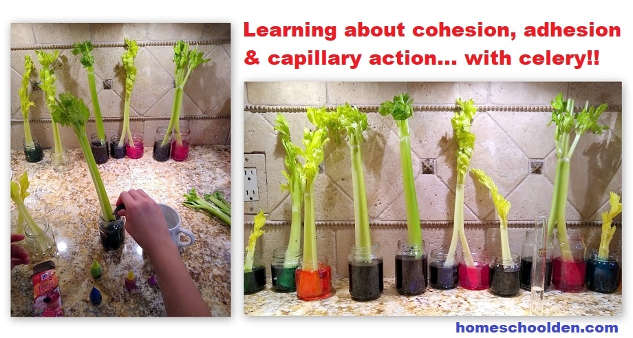 Celery Experiments - cohesion adhesion capillary action