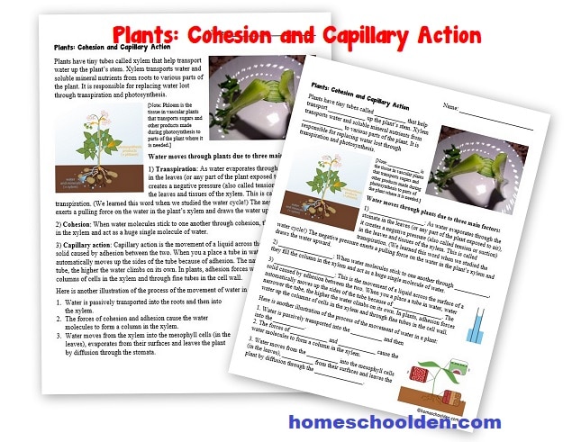 Plants - cohesion and capillary action worksheets