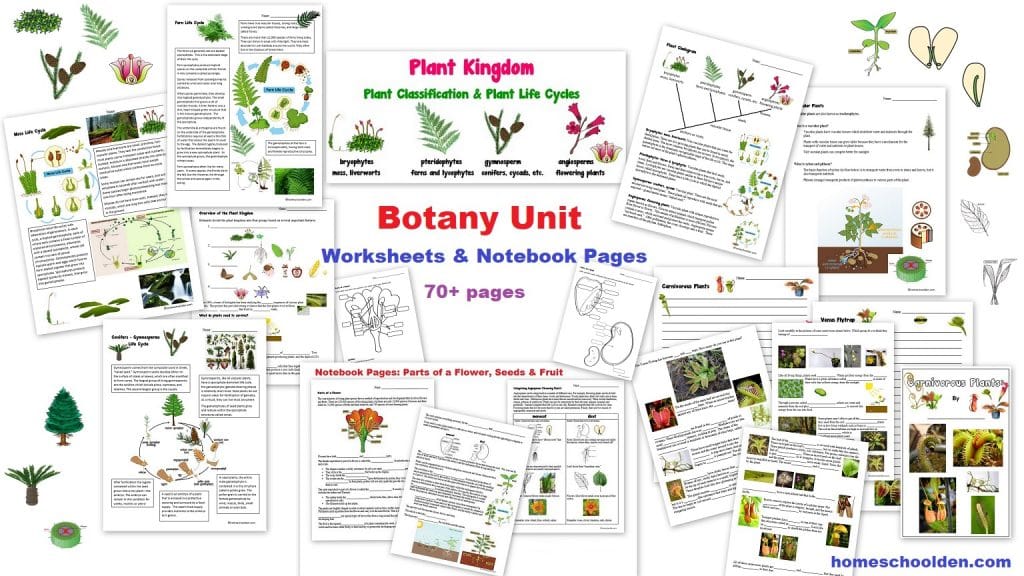 Botany Unit - Worksheets and Notebook Pages - Plant Kingdom Moss Ferns conifers angiosperms
