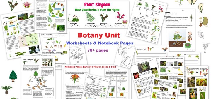 Botany Unit - Worksheets and Notebook Pages - Plant Kingdom Moss Ferns conifers angiosperms