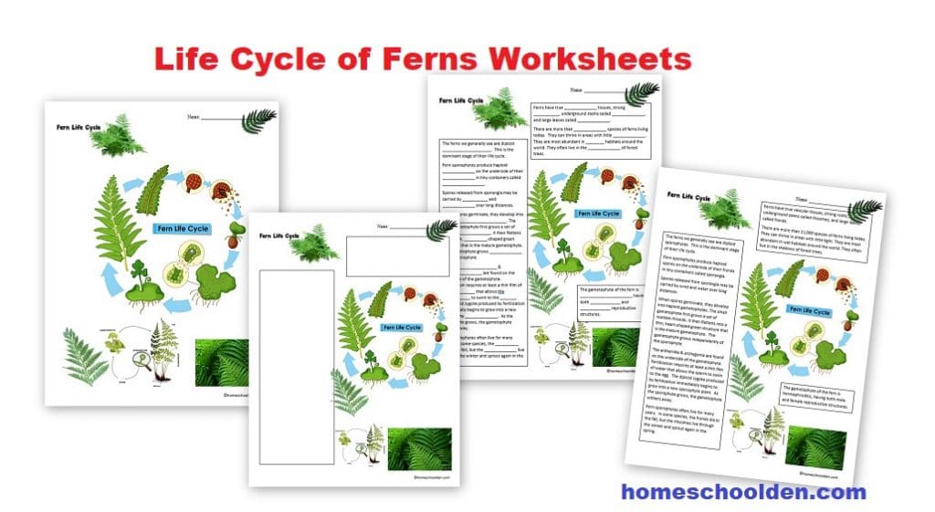 Life Cycle of Ferns Worksheets
