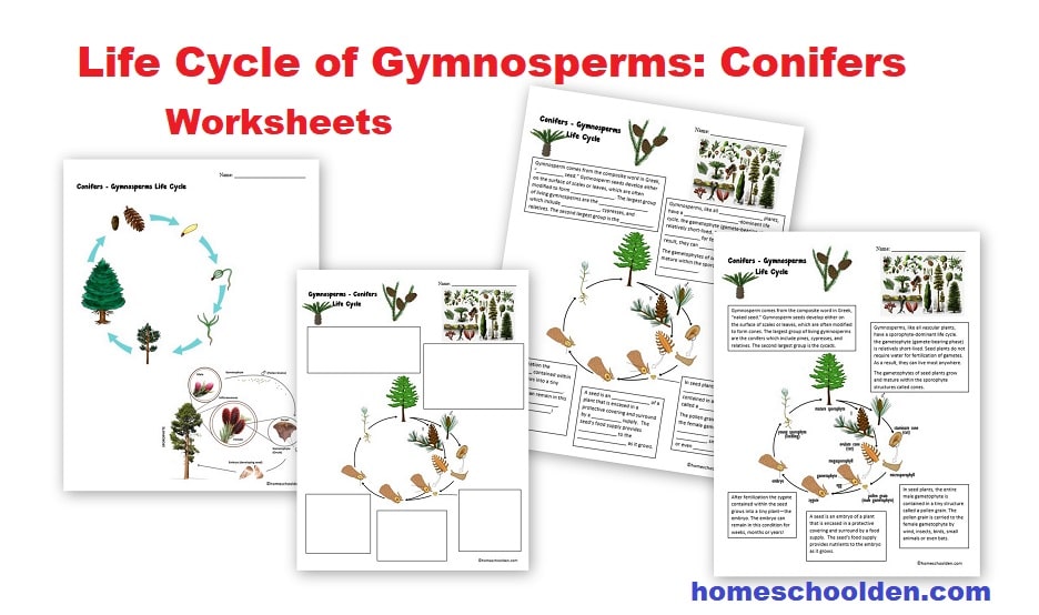 Life Cycle of Gymnosperms - Conifers Worksheets