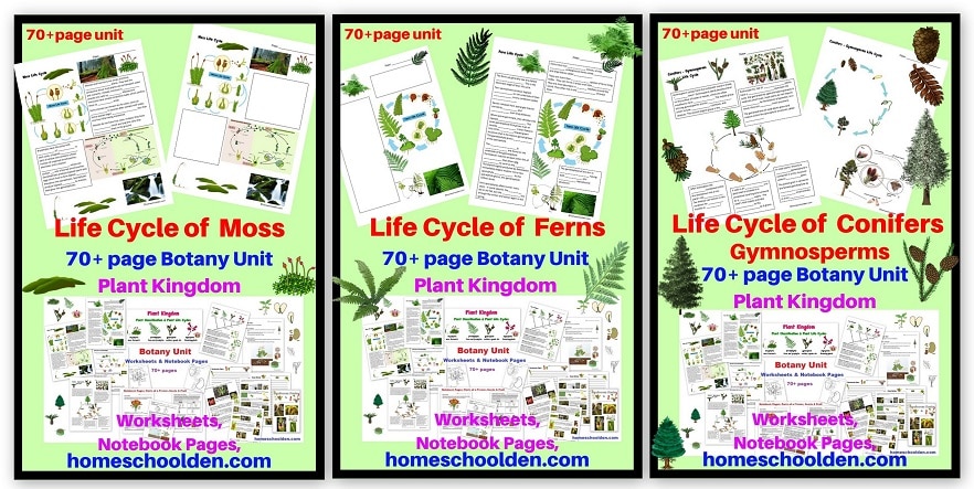 Life Cycle of Moss Ferns Conifers