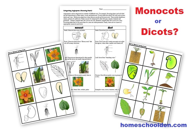 Monocots or Dicots Activity